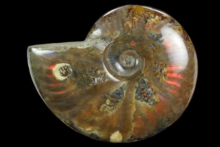 Flashy Red Iridescent Ammonite - Wide #127916